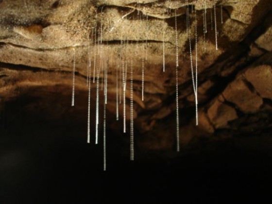 Fäden der Arachnocampa luminosa Larve hängen von der Höhlendecke