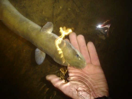 Aal in den Waitomo Caves