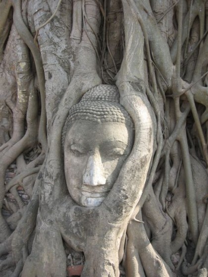 Buddha im Baum verwachsen