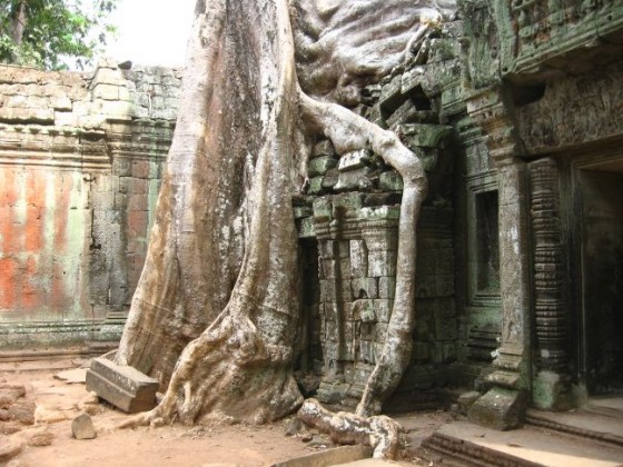 Baum umschließt mit seinen Wurzeln Tempel