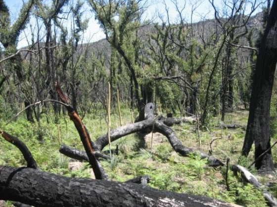 Verkohlte Bäume mit viel nachwachsendem Grün nach einem Brand in den Grampians