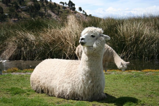 Ein Lama