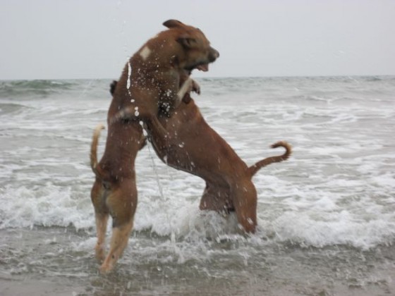 Im Wasser spielende Hunde