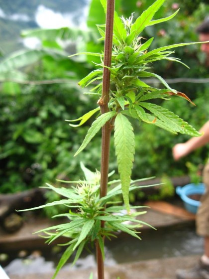 Hanf-Pflanze (Cannabis)