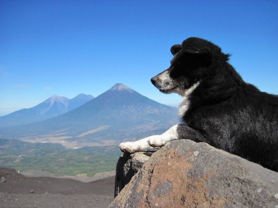 Hund vor Vulkan