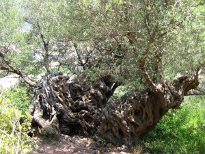Ein alter Olivenbaum auf dem Weg zum "einsamen" Strand Milos bei Agios Nikitas.