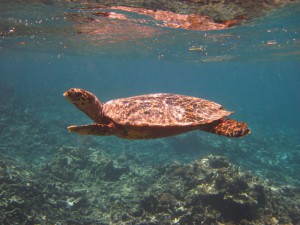 Eine Meeresschildkröte beim Schnorchelausflug.