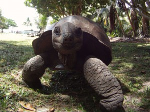 Eine Seychellen-Riesenschildkröte auf der Insel Curieuse. Neben ziemlich vielen dieser Schildkröten gibt es auf dieser Insel geniale Strände.